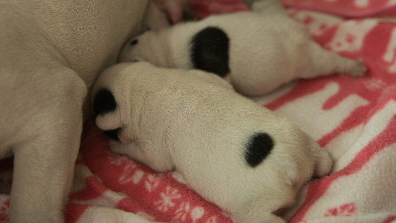 2024年3月5日生まれのフレンチブルドッグの子犬