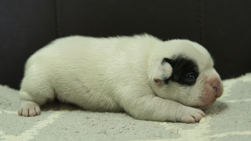 フレンチブルドッグ子犬の写真No.202403051右側面3月25日現在