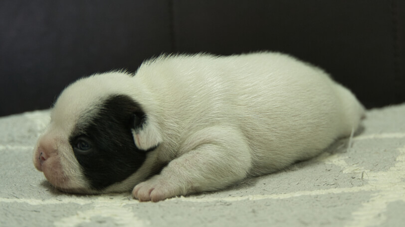 フレンチブルドッグ子犬の写真No.202403051-4　3月25日現在