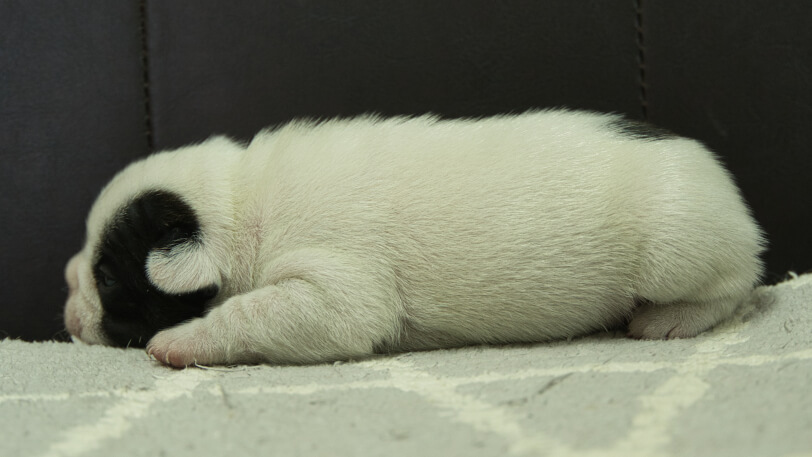 フレンチブルドッグ子犬の写真No.202403051左側面3月25日現在