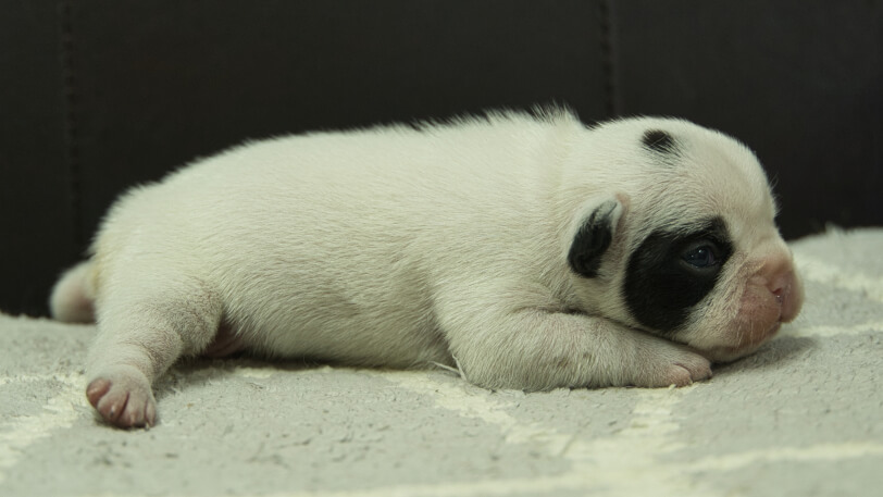 フレンチブルドッグ子犬の写真No.202403052右側面3月25日現在
