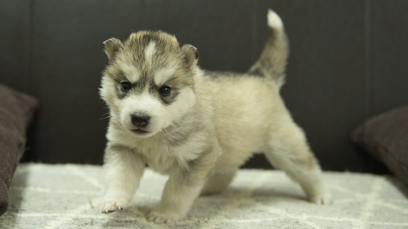 シベリアンハスキー子犬の写真No.202402285-4　3月30日現在