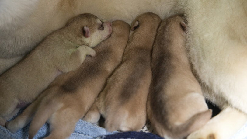 2024年2月24日生まれのシベリアンハスキーの子犬たち