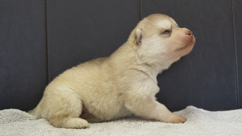 シベリアンハスキー子犬の写真No.202402241右側面3月17日現在