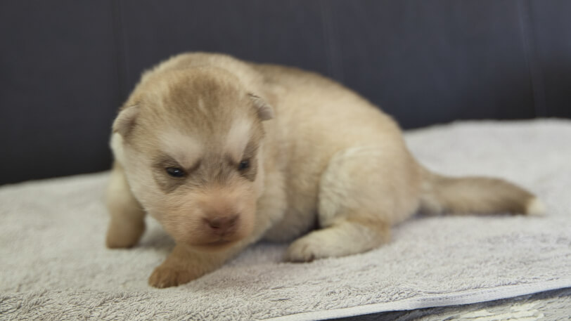シベリアンハスキー子犬の写真No.202402241-4　3月17日現在