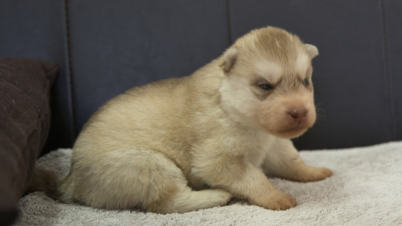 シベリアンハスキー子犬の写真No.202402241-5　3月17日現在
