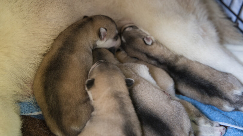 2024年2月28日生まれのシベリアンハスキーの子犬たち