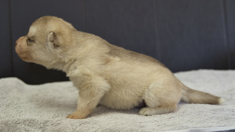 シベリアンハスキー子犬の写真No.202402241左側面3月17日現在