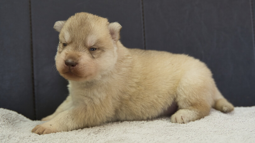 シベリアンハスキー子犬の写真No.202402242-4　3月17日現在