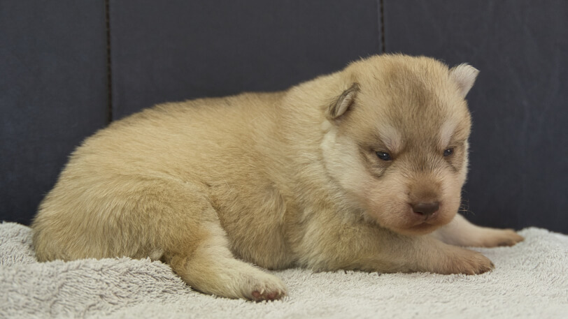 シベリアンハスキー子犬の写真No.202402242-5　3月17日現在
