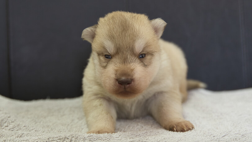 シベリアンハスキー子犬の写真No.202402242正面3月17日現在