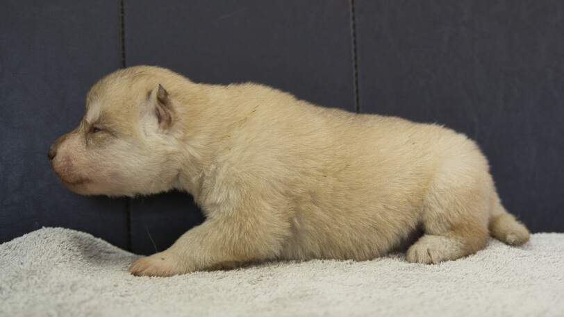 シベリアンハスキー子犬の写真No.202402242左側面3月17日現在