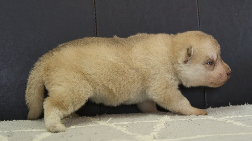 シベリアンハスキー子犬の写真No.202402243右側面3月17日現在