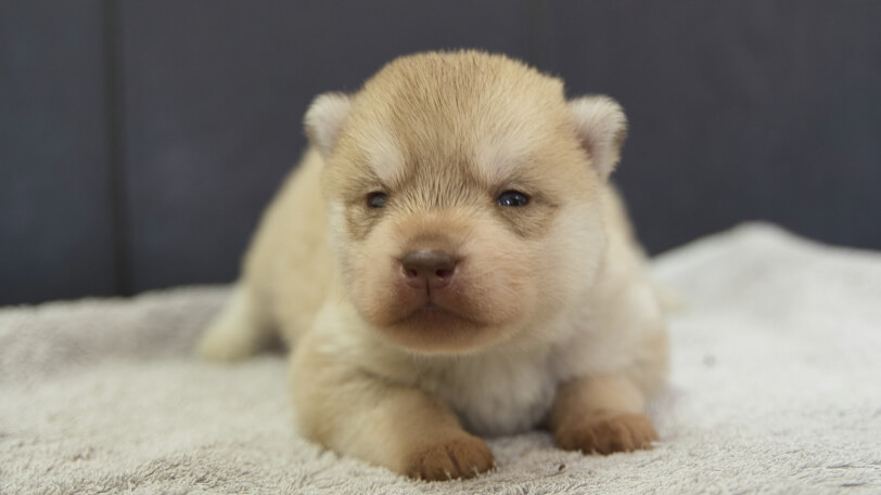 シベリアンハスキー子犬の写真No.202402243正面3月17日現在