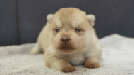 シベリアンハスキー子犬の写真No.202402243正面3月17日現在
