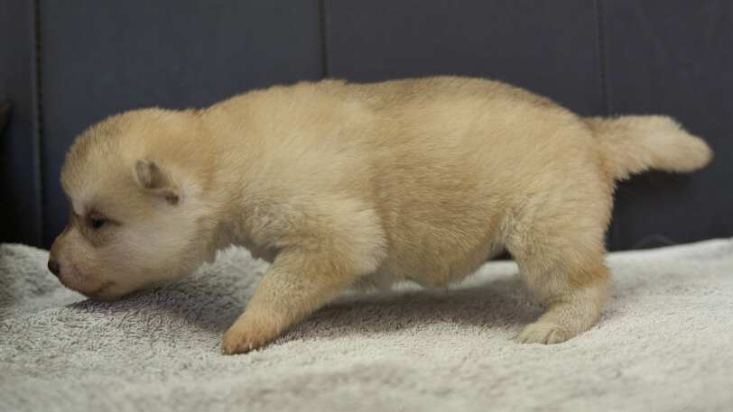 シベリアンハスキー子犬の写真No.202402243左側面3月17日現在