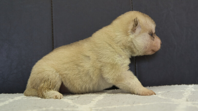 シベリアンハスキー子犬の写真No.202402244右側面3月17日現在