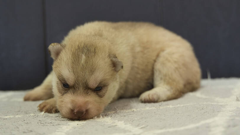 シベリアンハスキー子犬の写真No.202402244-4　3月17日現在