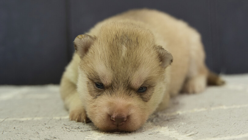 シベリアンハスキー子犬の写真No.202402244正面3月17日現在