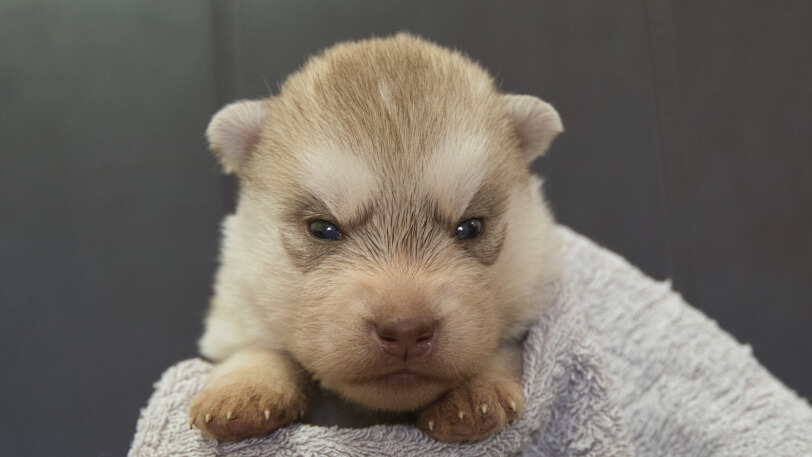 シベリアンハスキー子犬の写真No.202402241正面3月17日現在