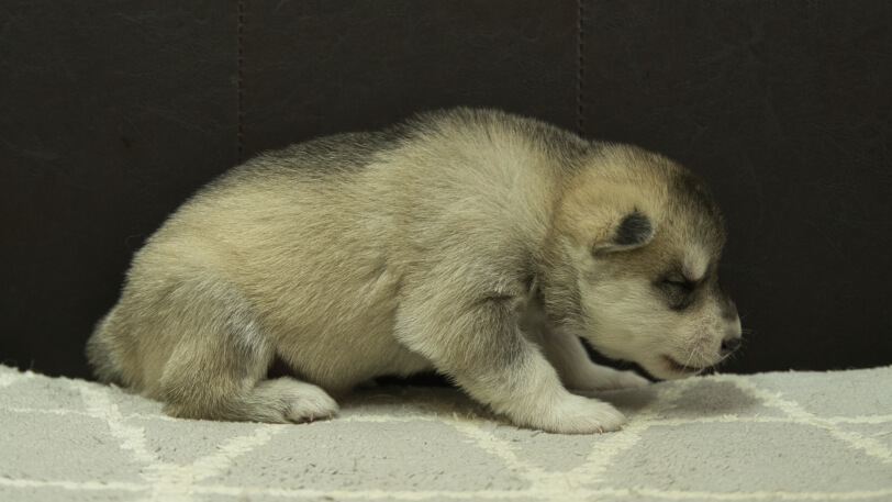 シベリアンハスキー子犬の写真No.202402281右側面3月22日現在