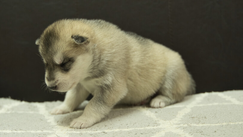シベリアンハスキー子犬の写真No.202402281-4　3月22日現在
