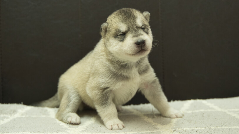 シベリアンハスキー子犬の写真No.202402281-5　3月22日現在