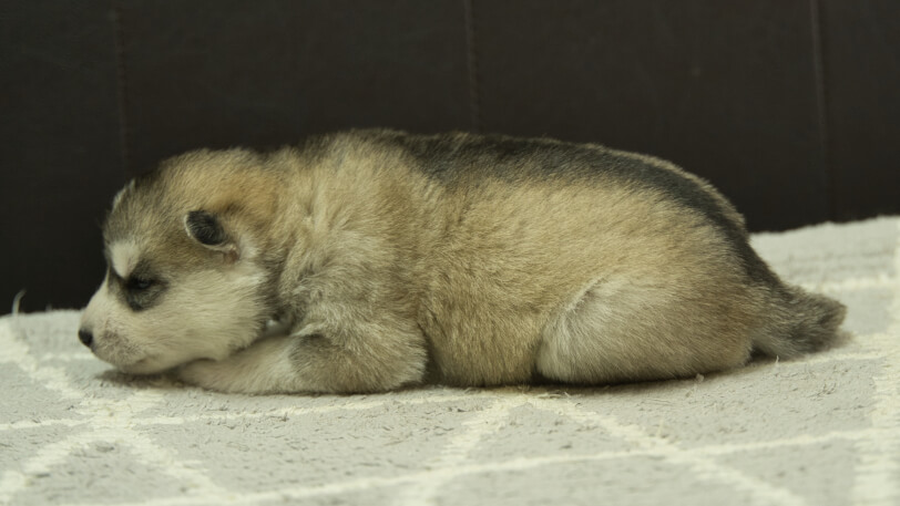 シベリアンハスキー子犬の写真No.202402285左側面3月22日現在