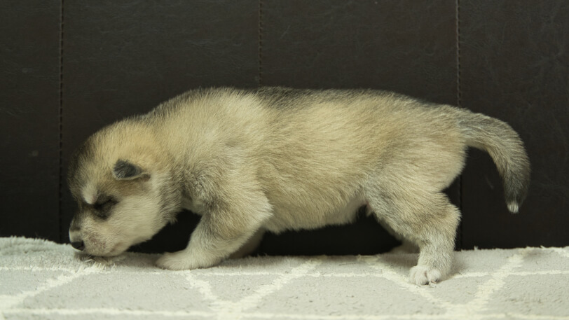 シベリアンハスキー子犬の写真No.202402281左側面3月22日現在