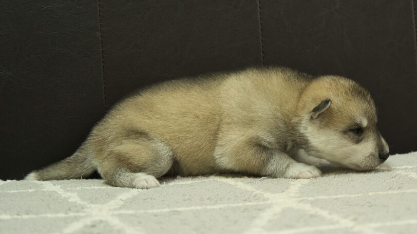 シベリアンハスキー子犬の写真No.202402282右側面3月22日現在