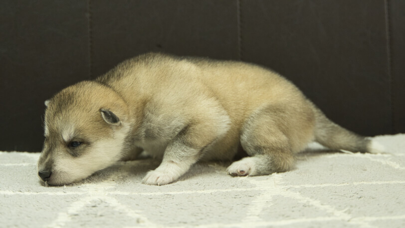 シベリアンハスキー子犬の写真No.202402282-4　3月22日現在