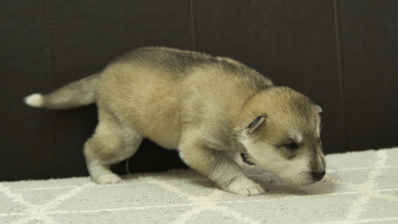 シベリアンハスキー子犬の写真No.202402282-5　3月22日現在