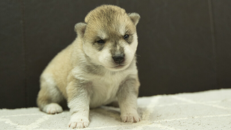 シベリアンハスキー子犬の写真No.202402282正面3月22日現在