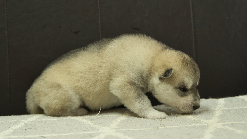 シベリアンハスキー子犬の写真No.202402283右側面3月22日現在