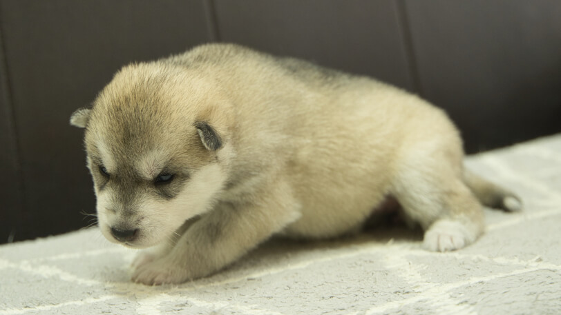 シベリアンハスキー子犬の写真No.202402283-4　3月22日現在