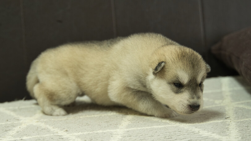 シベリアンハスキー子犬の写真No.202402283-5　3月22日現在