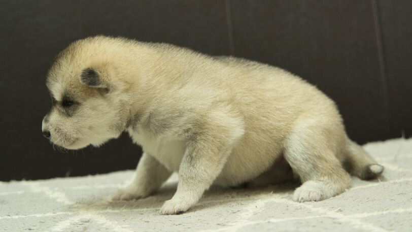 シベリアンハスキー子犬の写真No.202402283左側面3月22日現在