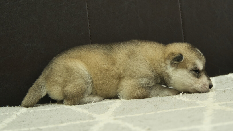 シベリアンハスキー子犬の写真No.202402284右側面3月22日現在