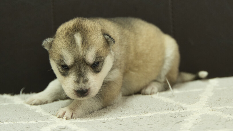 シベリアンハスキー子犬の写真No.202402284-4　3月22日現在