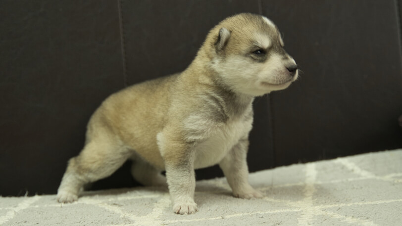シベリアンハスキー子犬の写真No.202402284-5　3月22日現在