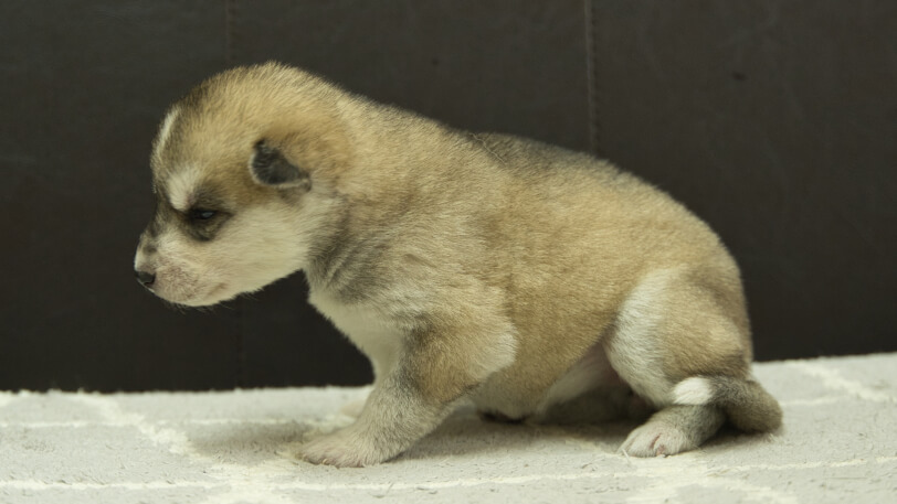 シベリアンハスキー子犬の写真No.202402284左側面3月22日現在