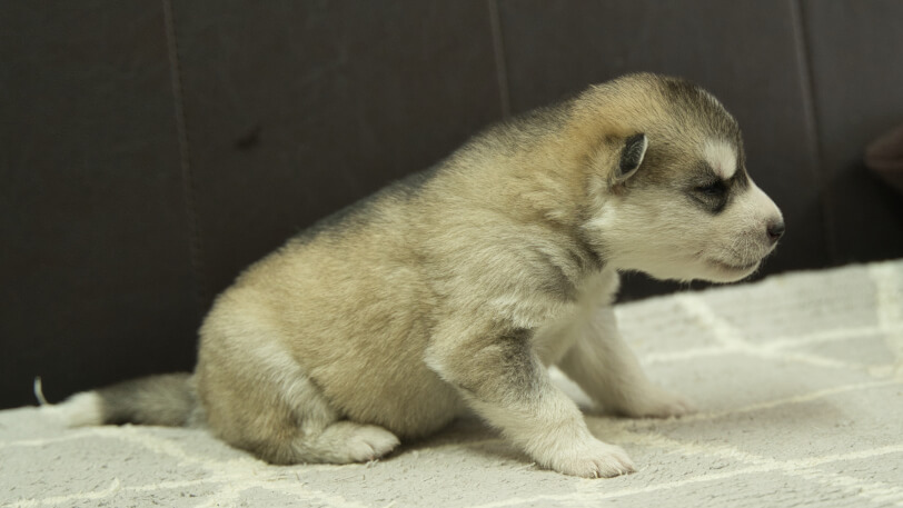 シベリアンハスキー子犬の写真No.202402285右側面3月22日現在