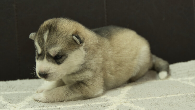 シベリアンハスキー子犬の写真No.202402285-4　3月22日現在