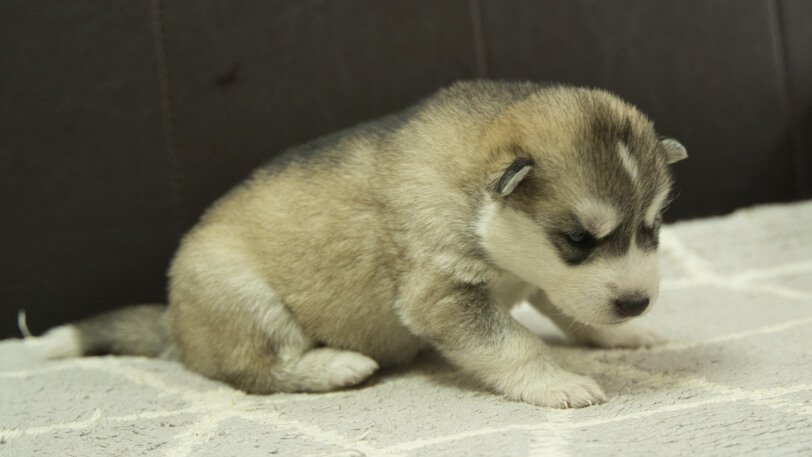 シベリアンハスキー子犬の写真No.202402285-5　3月22日現在