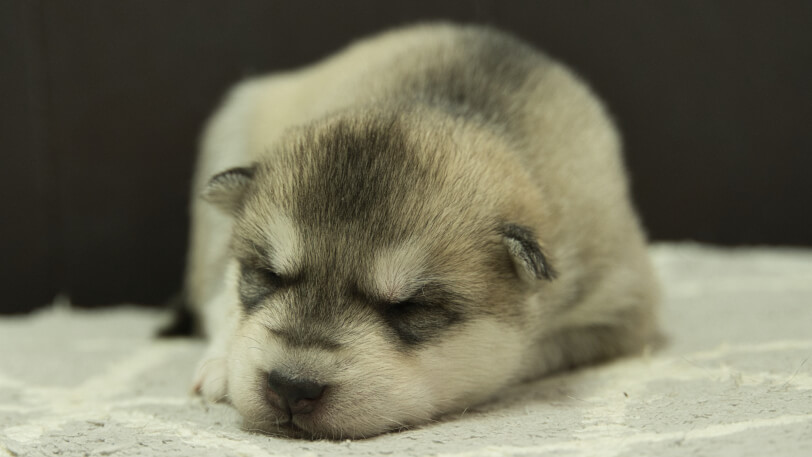 シベリアンハスキー子犬の写真No.202402281正面3月22日現在