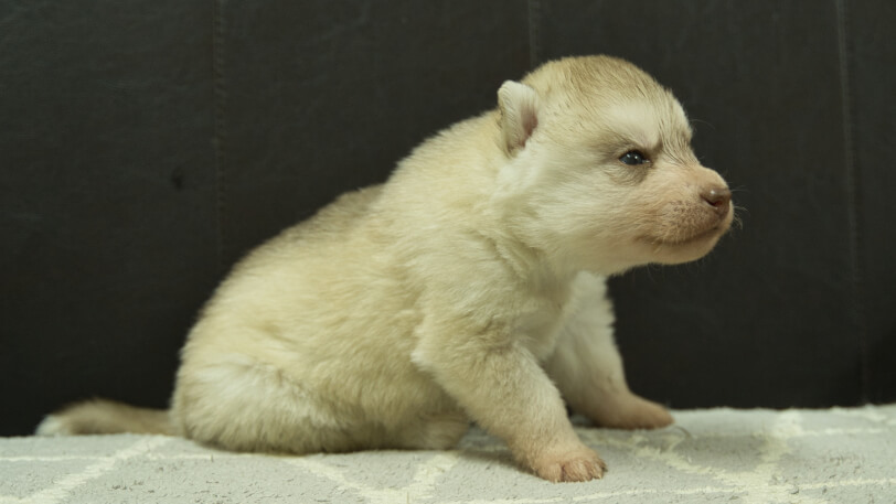 シベリアンハスキー子犬の写真No.202402241右側面3月23日現在