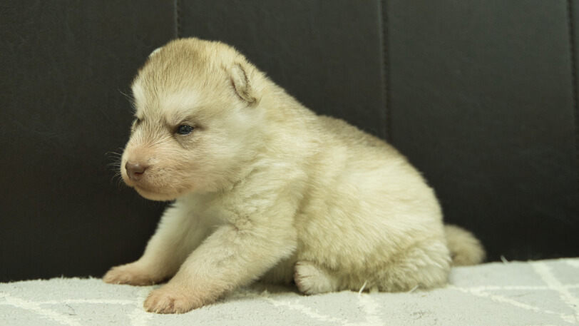 シベリアンハスキー子犬の写真No.202402241-4　3月23日現在