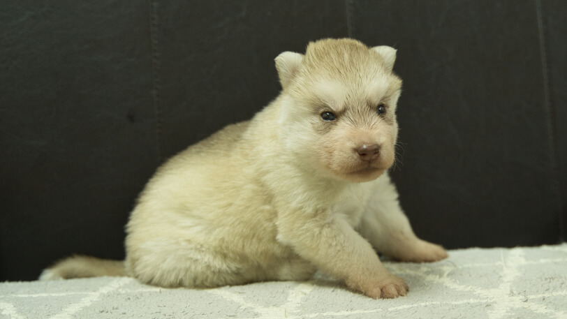 シベリアンハスキー子犬の写真No.202402241-5　3月23日現在
