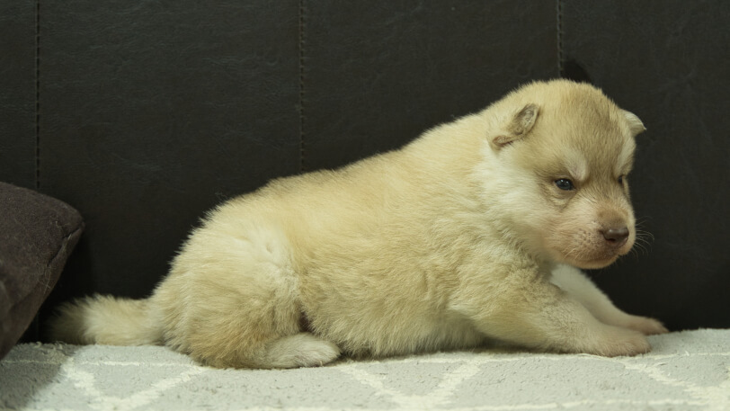 シベリアンハスキー子犬の写真No.202402242右側面3月23日現在
