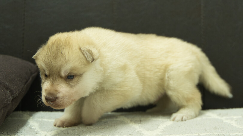 シベリアンハスキー子犬の写真No.202402242-4　3月23日現在